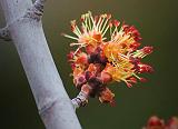 Tree Bud_47906